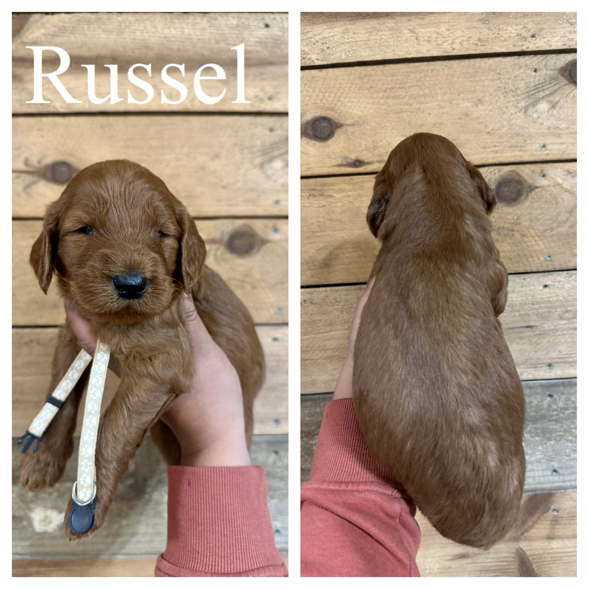 Russel 1